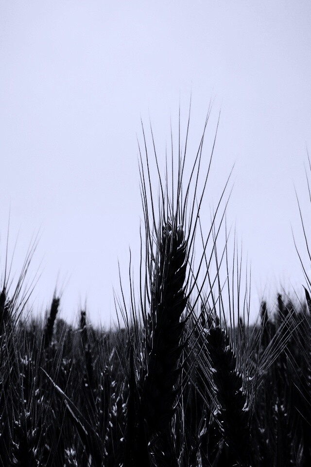 Колосья в поле обои