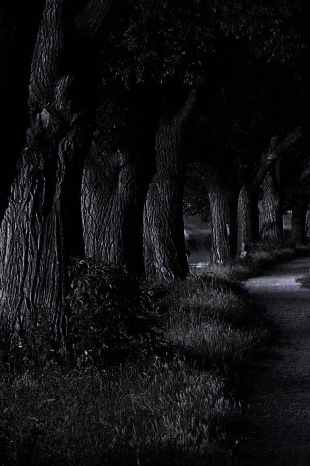 Аллея старых раскидистых деревьев обои