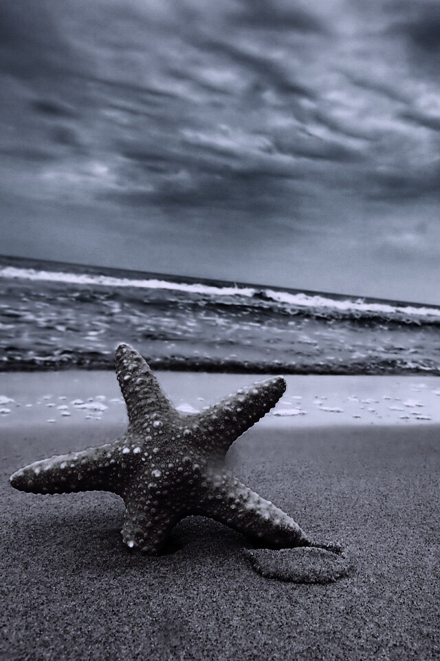 Морская звезда в песке обои