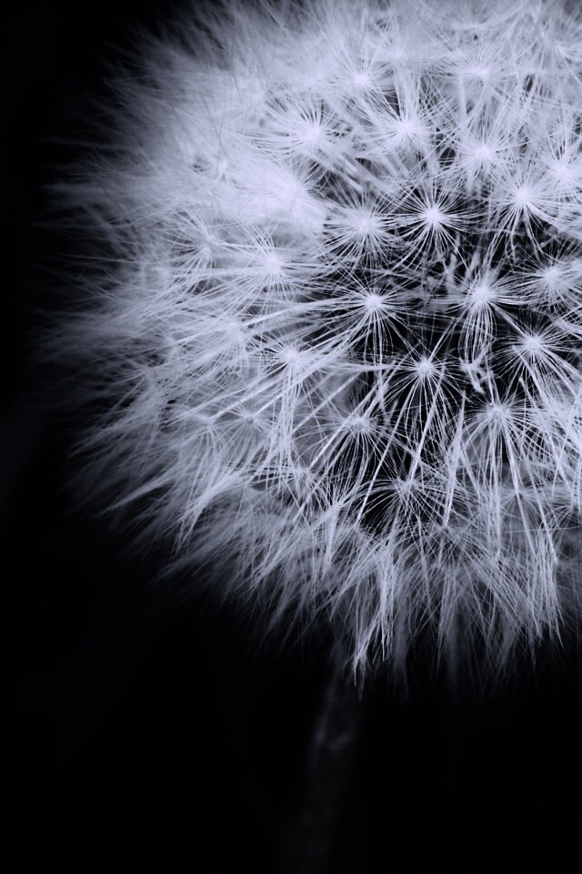 Одуванчик обои