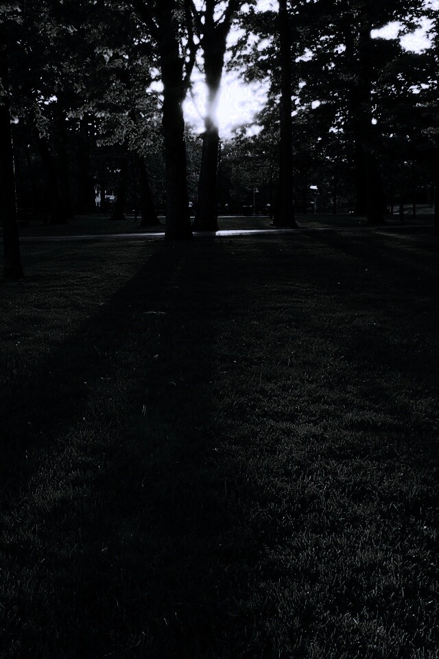 Лучи солнца сквозь листву деревьев обои