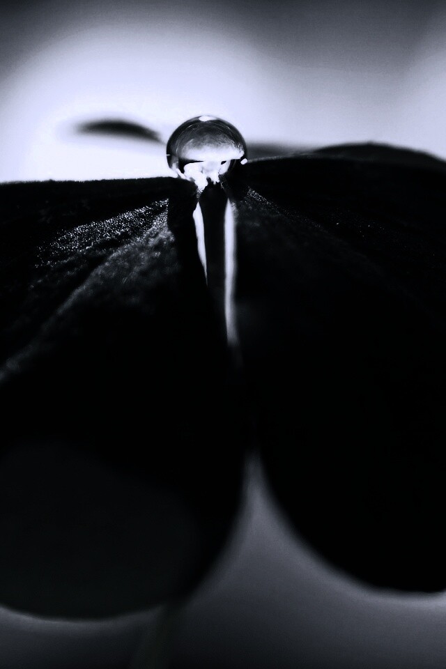 Зеленые листики и капелька воды обои