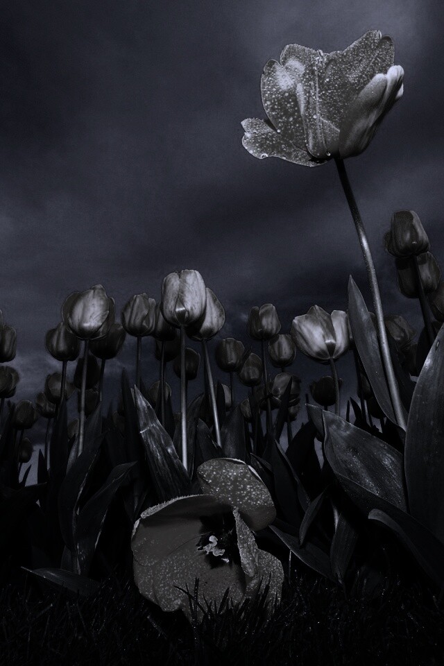 Жёлтые тюльпаны обои