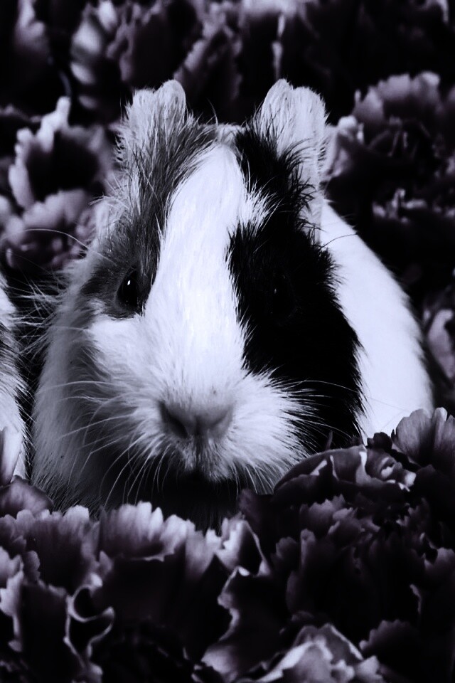 Морские свинки в гвоздиках обои