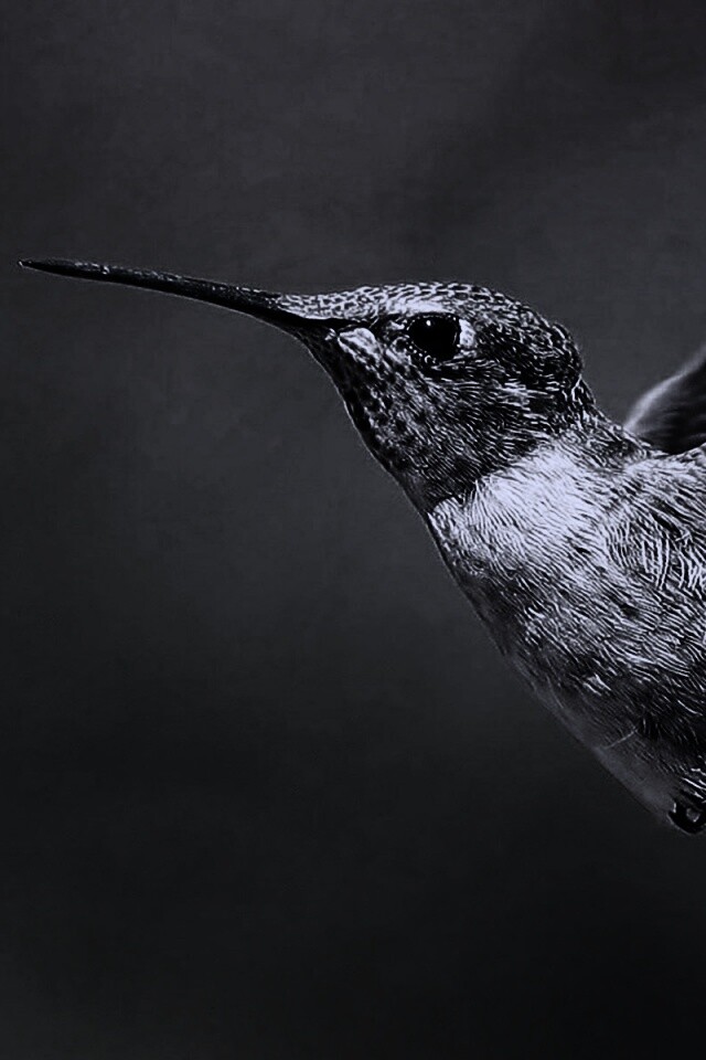 Колибри в полёте обои