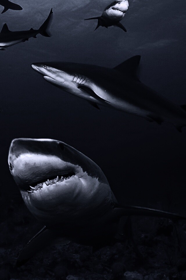 Стая акул обои