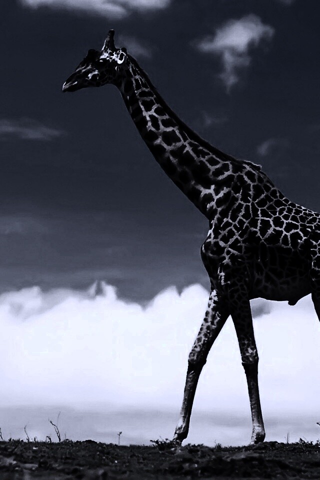 Жираф на прогулке обои