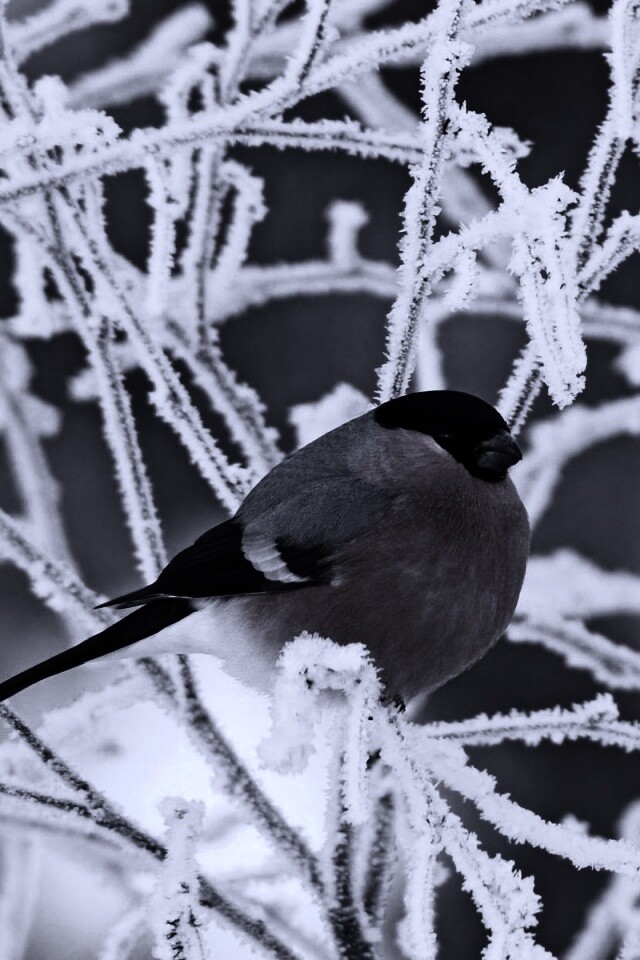 Снегирь на ветке обои