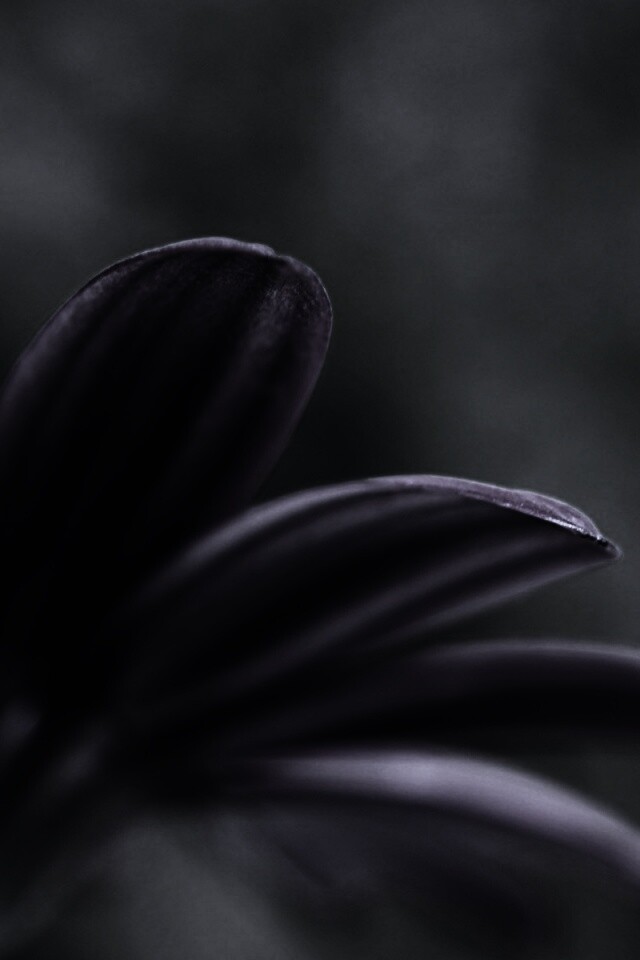 Макро фото цветка обои