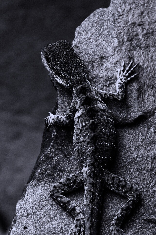 Ящерица на камне обои