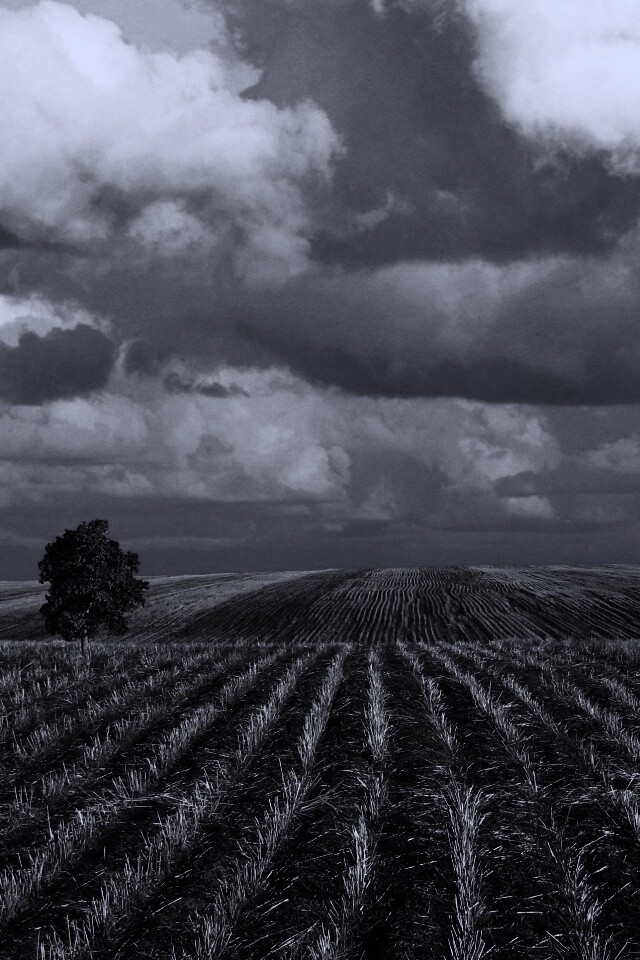 Дерево в поле обои