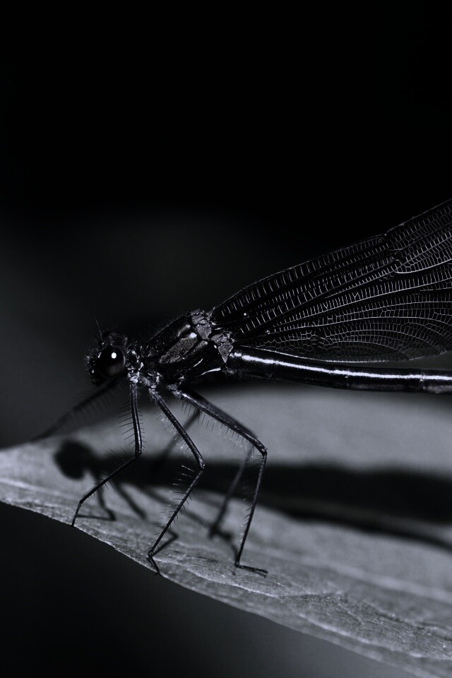 Стрекоза на листе обои