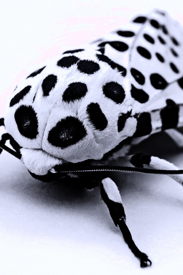 Пятнистая бабочка обои