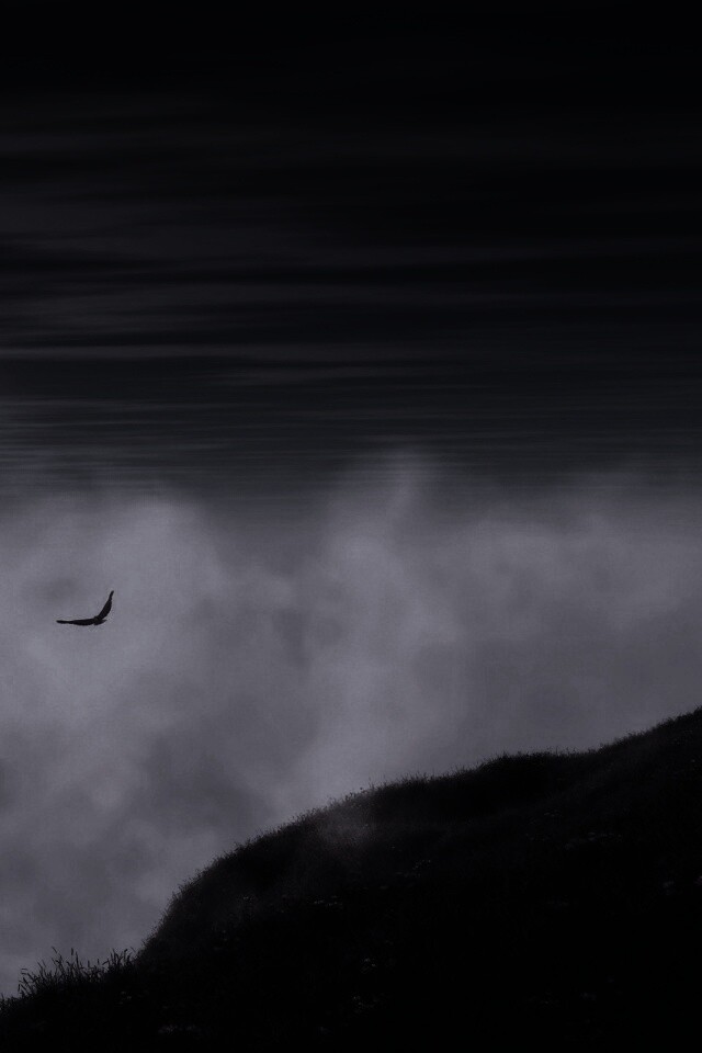 Птица парит над туманом обои