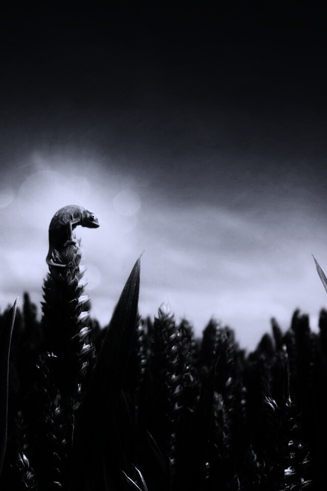 Маленький хамелеон на травинке обои