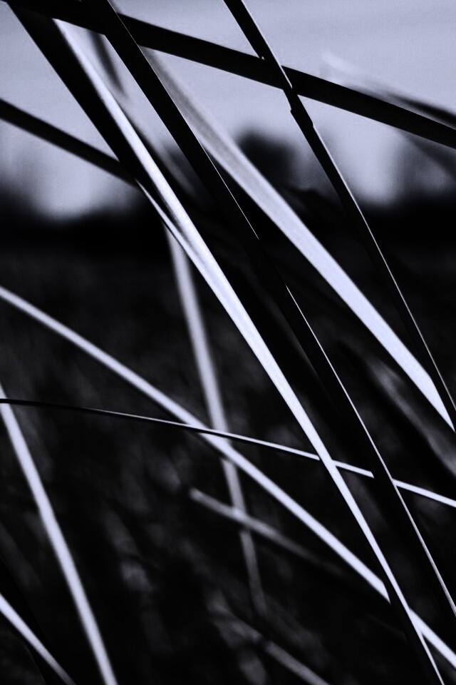 Желтая трава обои