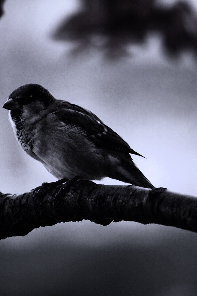 Птичка на ветке обои