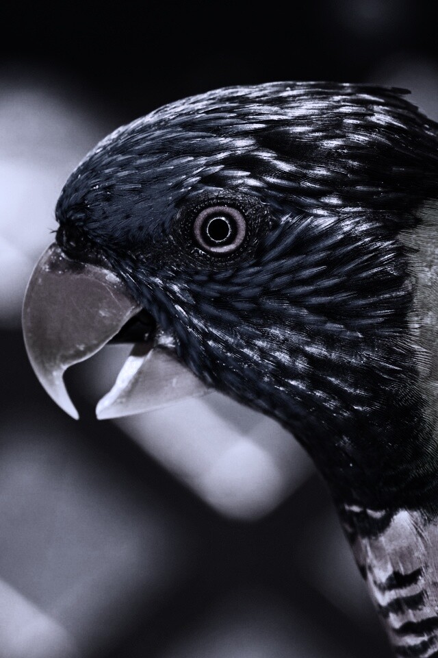 Красноглазйы попугай обои