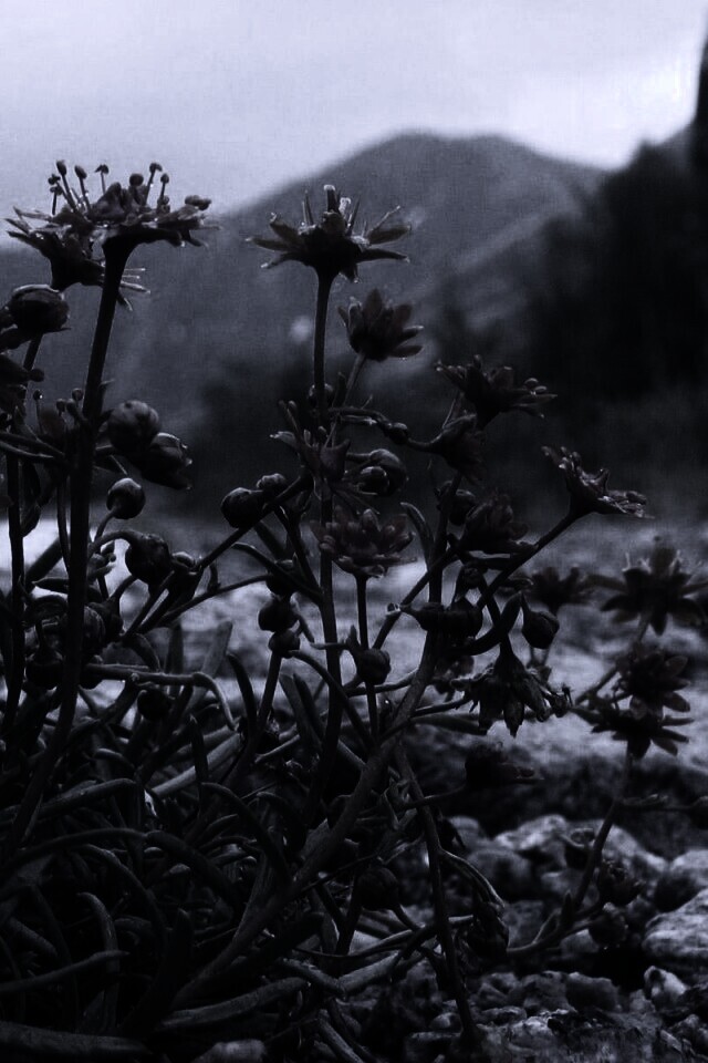 Горные цветы обои