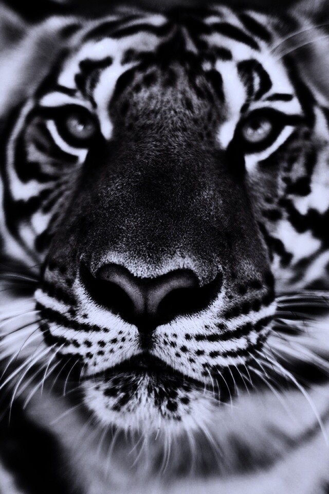 Красавец тигр обои