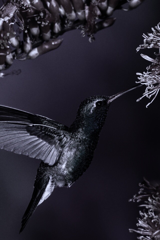 Колибри обои