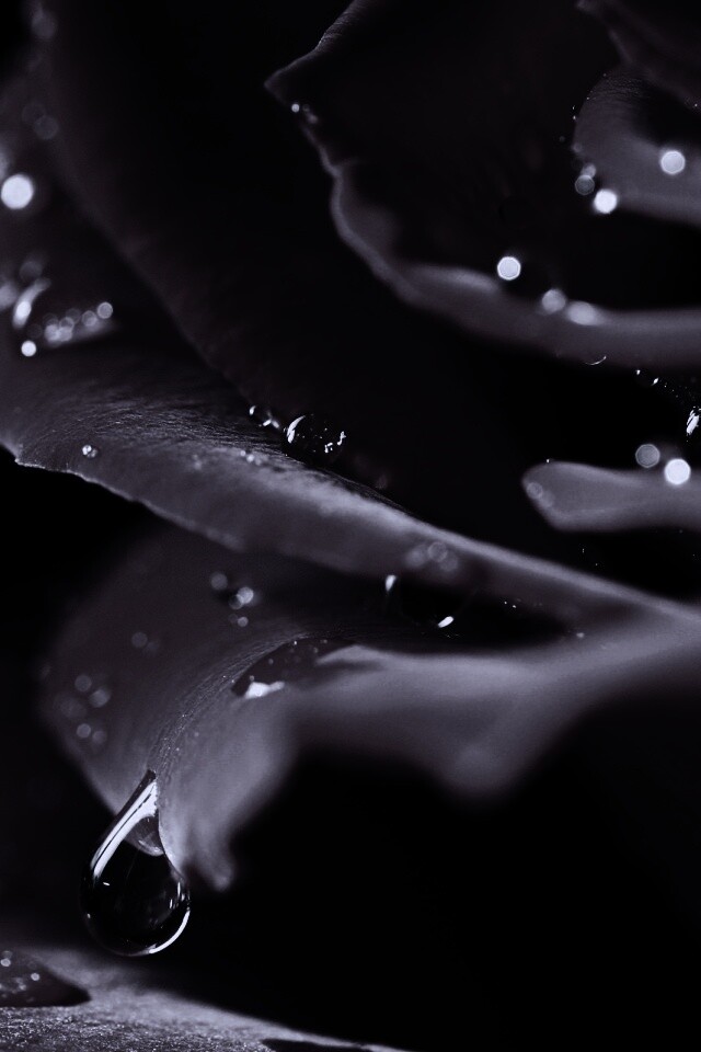 Капли на лепестках розы обои