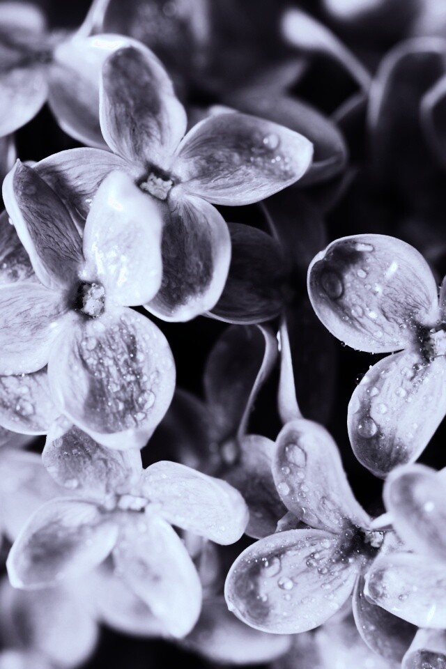 Цветы сирени обои