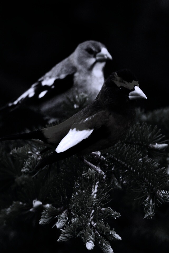 Птички с зелёными клювами обои