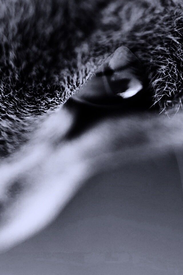 Макро фото мордашки кота обои