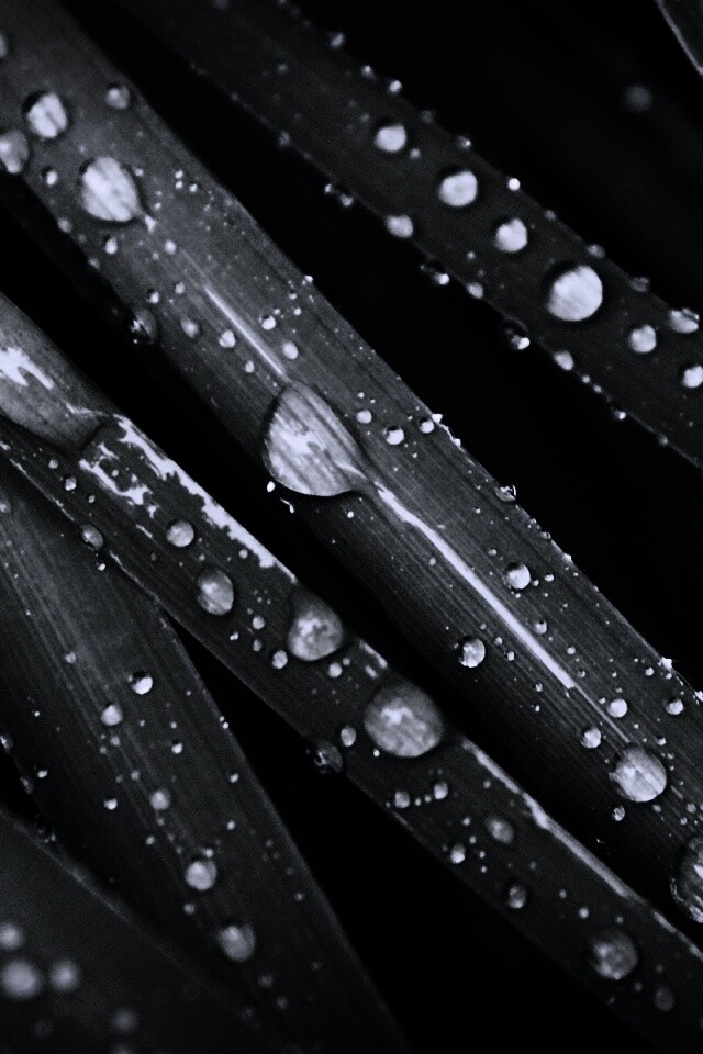 Капли на траве обои