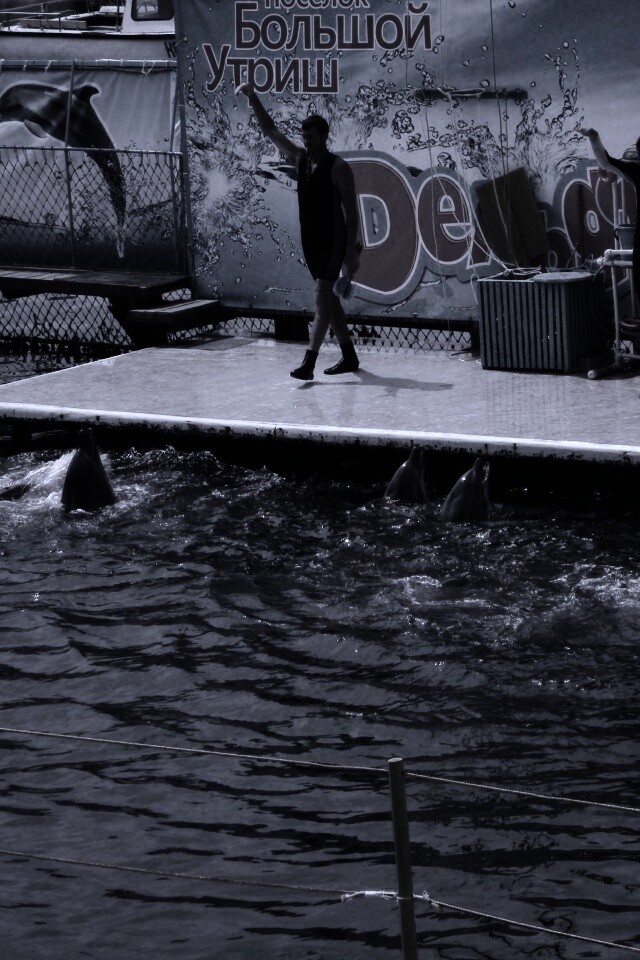 Утро в дельфинарии обои