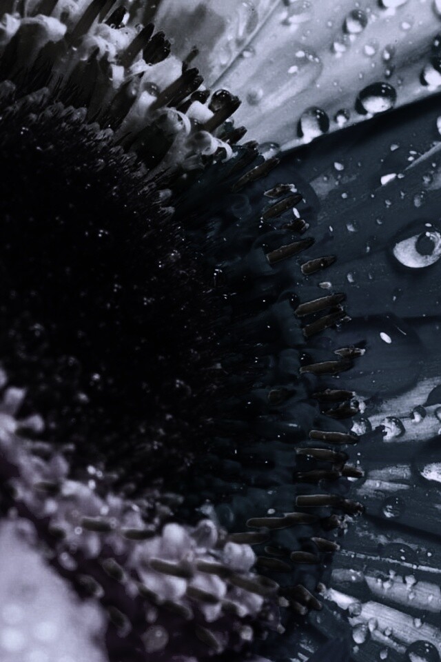 Цветик семицветик обои