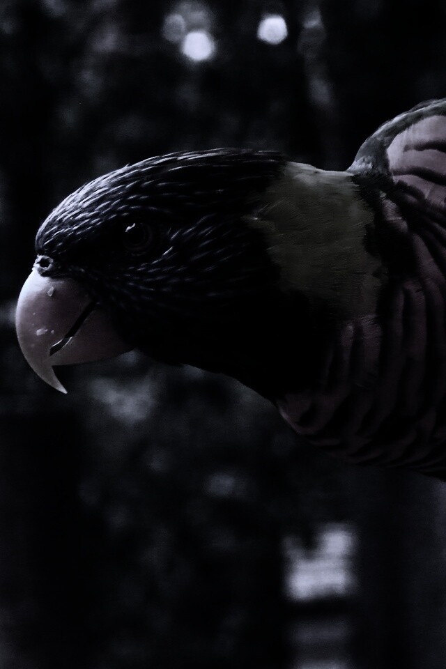 Попугай на канате обои