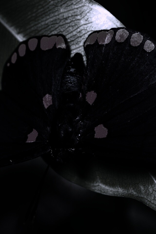 Бабочка на листе обои