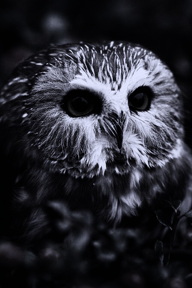 Маленькая сова в ягодах обои