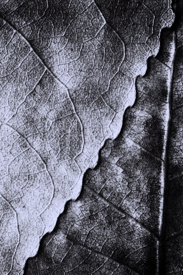 Текстура желтых увядших листьев обои