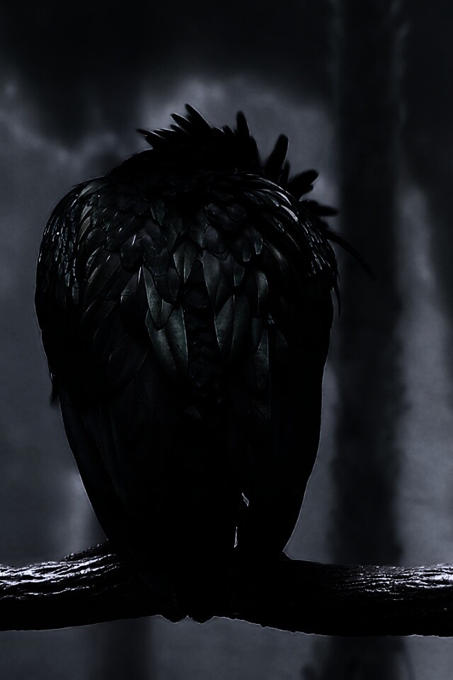 Птица спит на ветке обои