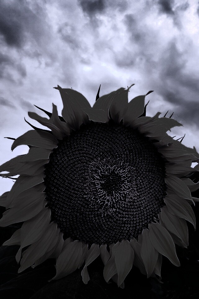 Подсолнухи обои