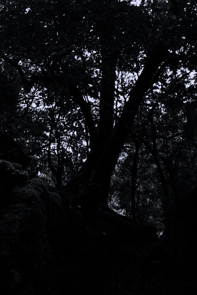 Чаща мшистого леса обои