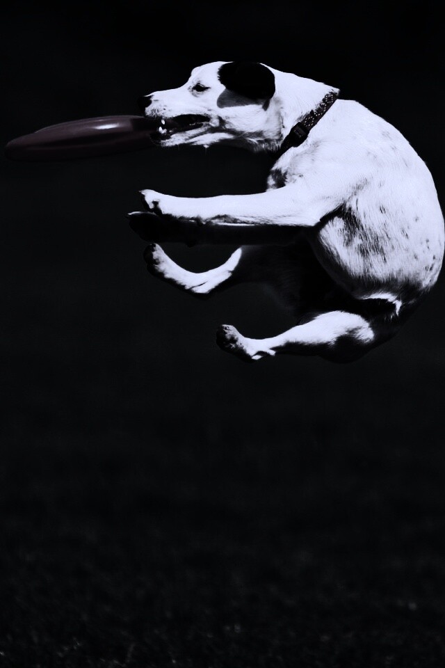 Ловкач обои