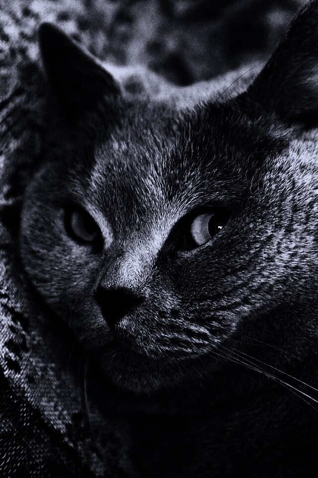 Щекастый британский котик обои