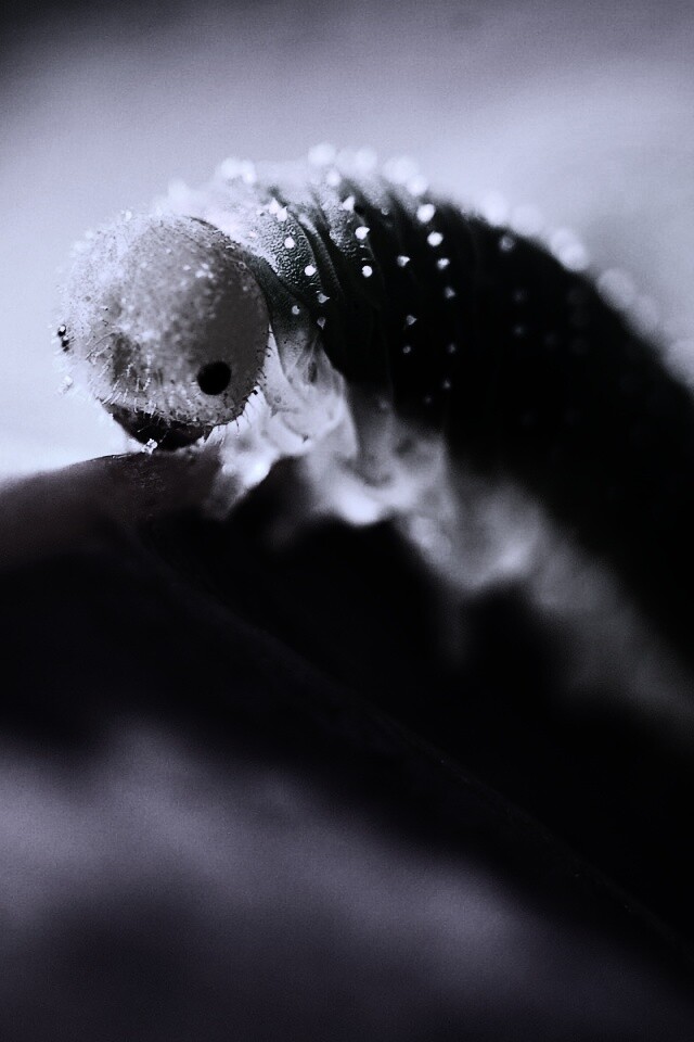 Гусеница бабочки на лепестке обои