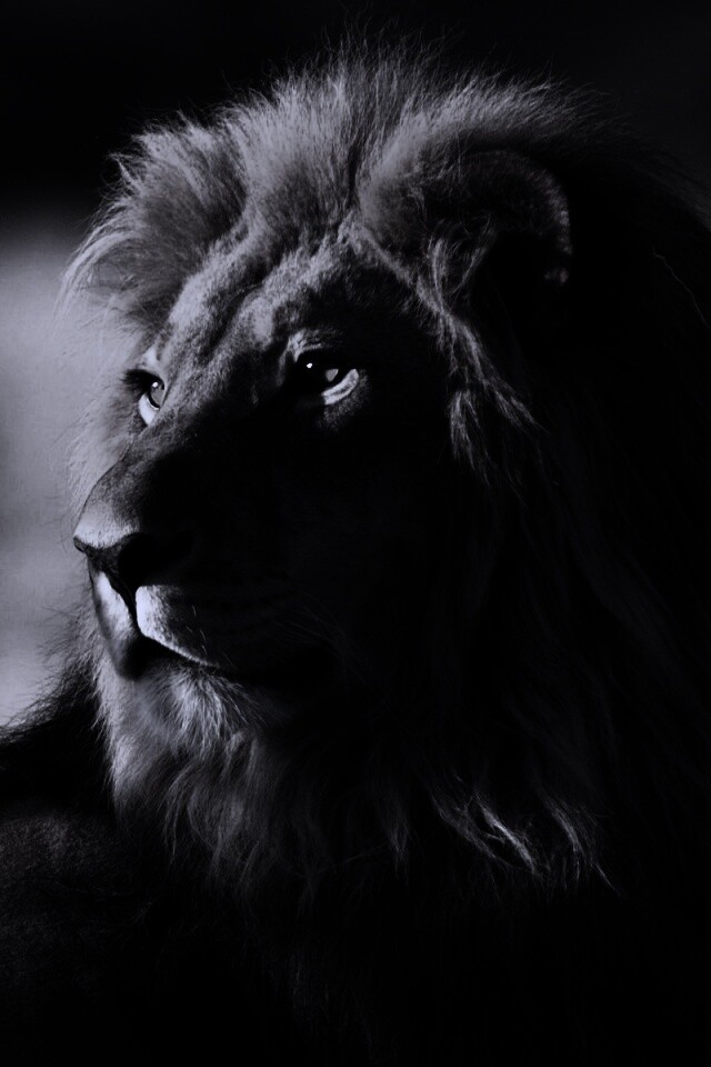 Царь зверей обои