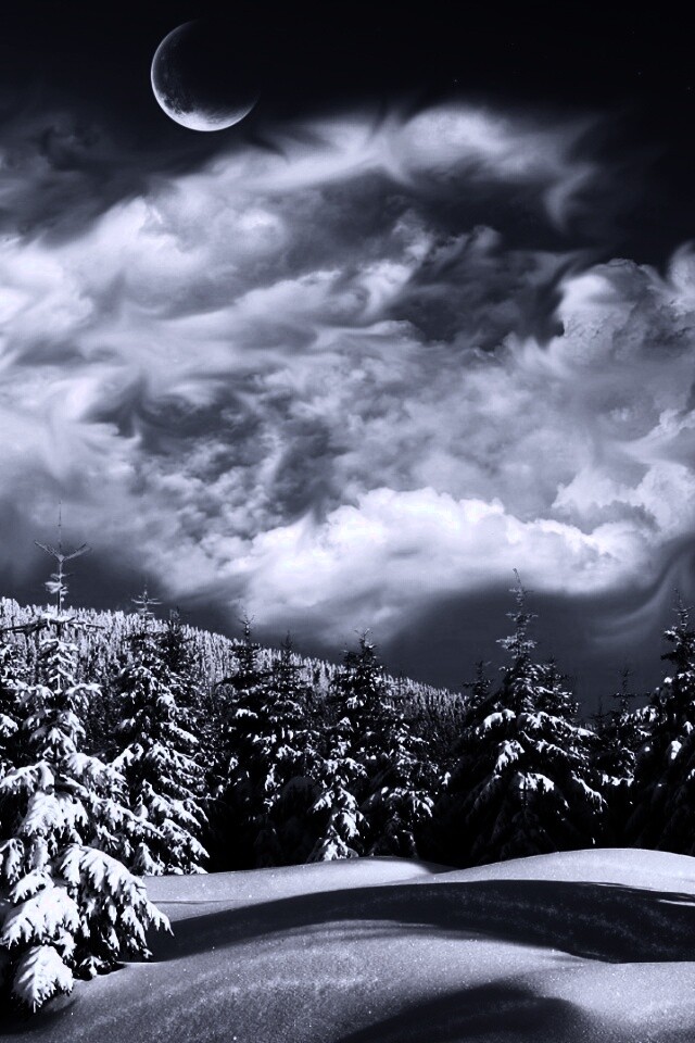 Зимний еловый лес обои