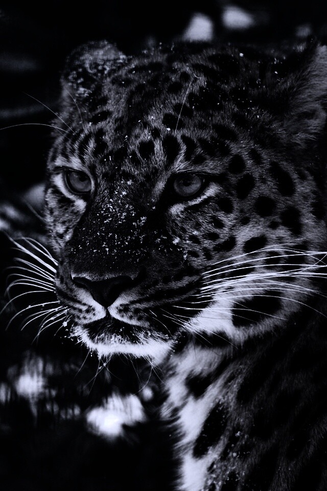 Леопард у заснеженной ели обои