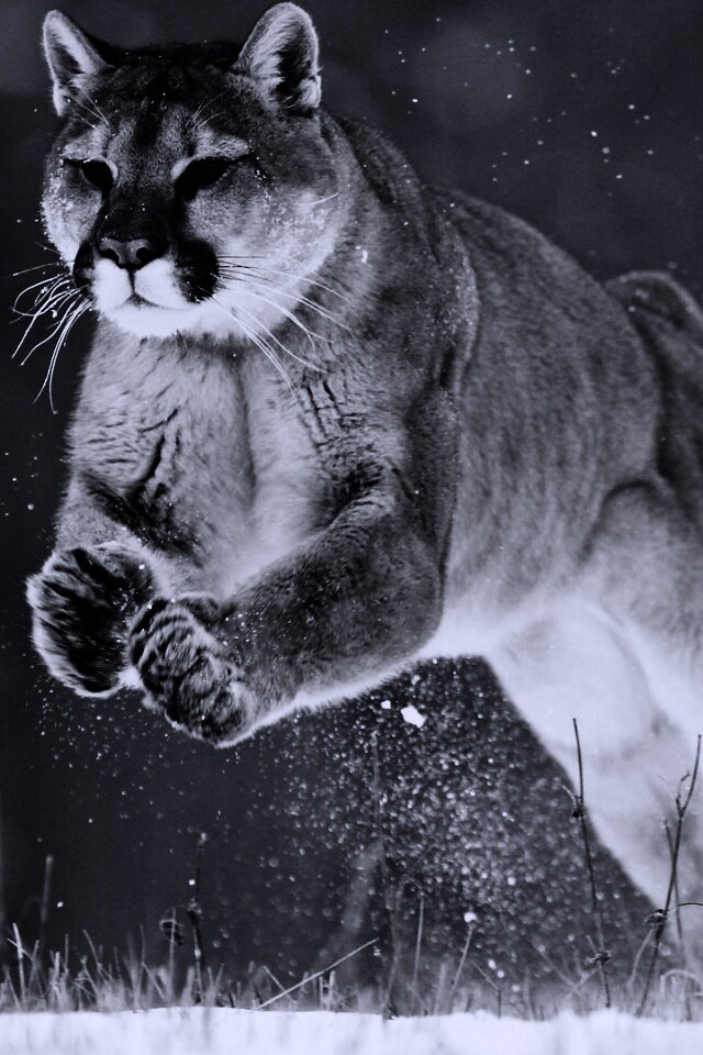 Снежная пума обои