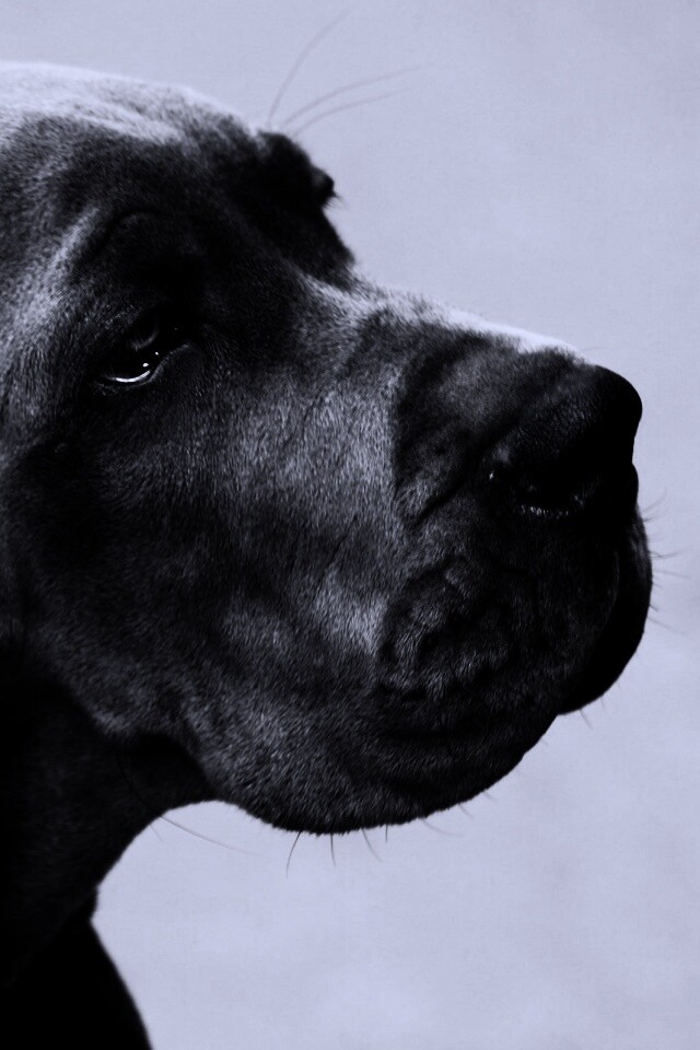 Грустная собака обои