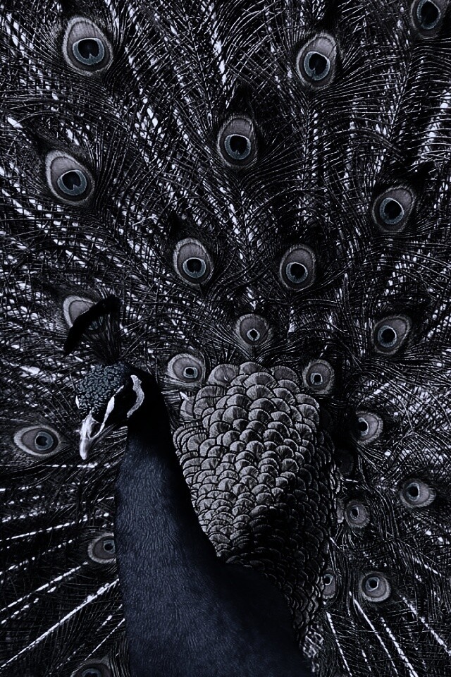 Павлин, говоришь... обои