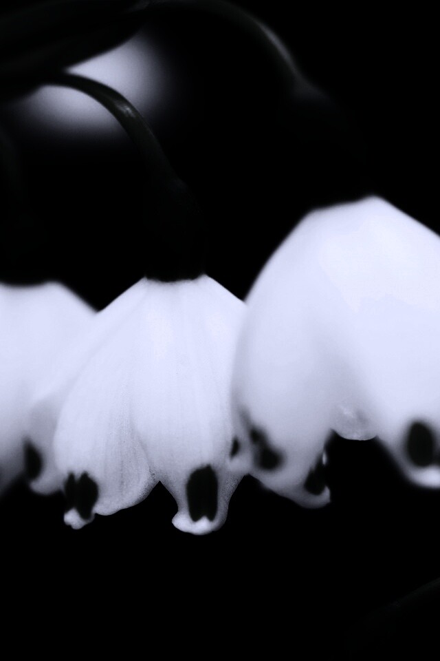 Белые ландыши обои