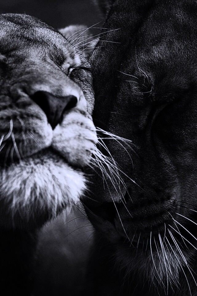 Нежные львы обои